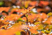 Physocarpus opulifolius 'Amber Jubilee'®