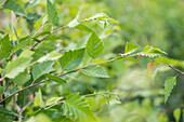 Betula nigra