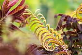 Albizia julibrissin 'Summer Chocolate'(s)