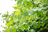 Cercidiphyllum japonicum 'Glowball'