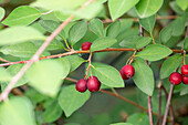 Cotoneaster multiflorus