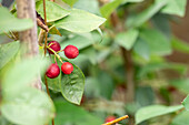 Cotoneaster multiflorus