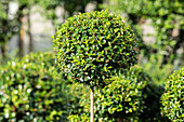 Ilex crenata 'Convexa', trunk