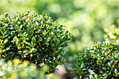 Ilex crenata 'Convexa'