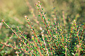 Cotoneaster microphyllus 'Cochleatus'