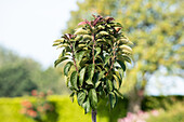 Malus 'Pom Pom', Stamm