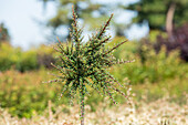 Cotoneaster dammeri 'Juliette', Stamm