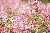 Syringa 'Bloomerang® Pink Perfume'(s)