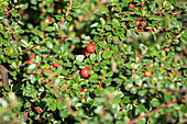 Cotoneaster microphyllus 'Cochleatus'