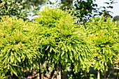 Taxodium distichum 'Secrest', trunk