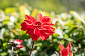 Dahlia, red