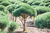 Pinus sylvestris 'Watereri', trunk