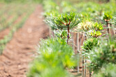 Pinus uncinata 'Grüne Welle', trunk