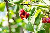 Euonymus europaeus 'Red Cascade'