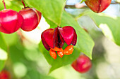 Euonymus europaeus 'Red Cascade'