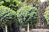 Picea sitchensis 'Nana', trunk