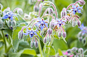 Borago officinalis