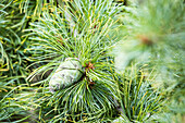 Pinus pumila 'Glauca'