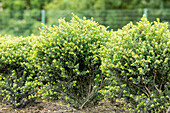 Ilex crenata 'Glorie Dwarf'