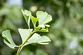 Ginkgo biloba 'Baldi'