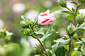 Hibiscus syriacus 'Hamabo'