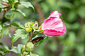 Hibiscus syriacus 'Lady Stanley'