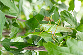 Grasshopper