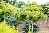 Taxodium distichum 'Secrest', Stamm