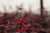 Acer palmatum 'Skeeter´s Broom'