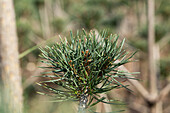 Pinus sylvestris, Pompon