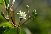 Heptacodium miconioides