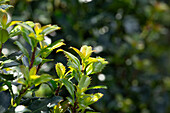 Ilex meserveae