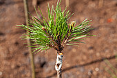 Pinus mugo 'Varella', Stamm