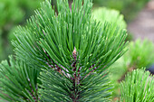 Pinus heldreichii