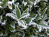 Pine branch with frost