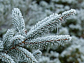 Pine tree with frost