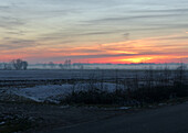 Hedge with frost