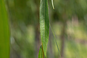 Salix alba