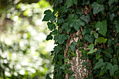 Hedera helix