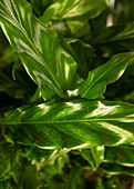 Calathea