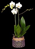 Phalaenopsis, white