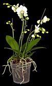 Phalaenopsis, white