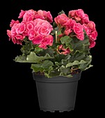 Begonia elatior, pink