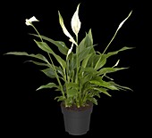 Spathiphyllum floribundum, weiß