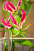 Gloriosa superba