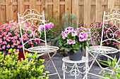 Pelargonium grandiflorum, bicoloured