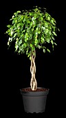 Ficus benjamina 'Exotica', trunk