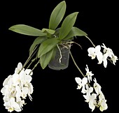 Phalaenopsis, white