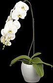 Phalaenopsis 'Formidablo'