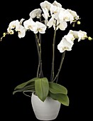 Phalaenopsis 'Theatro'